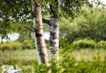 Inter IKEA Group acquires forestland in Latvia and Lithuania IKEA Group